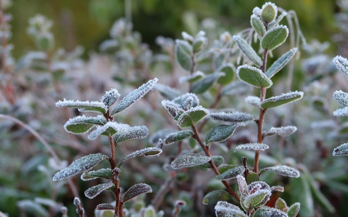 Жапондық киска Көзілдірікті ұялшақ аққұбаны үлкен мүшесі барлық саңылауларда трахает етті