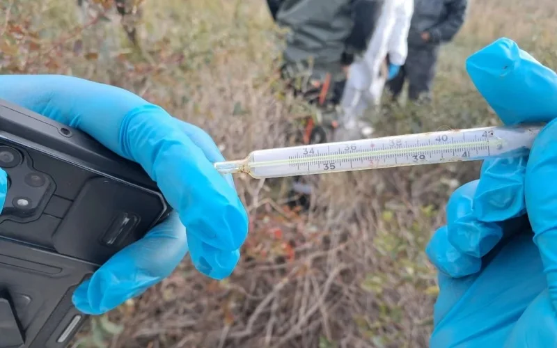 В Маралды не подтвердились версии заражения и отравления скота