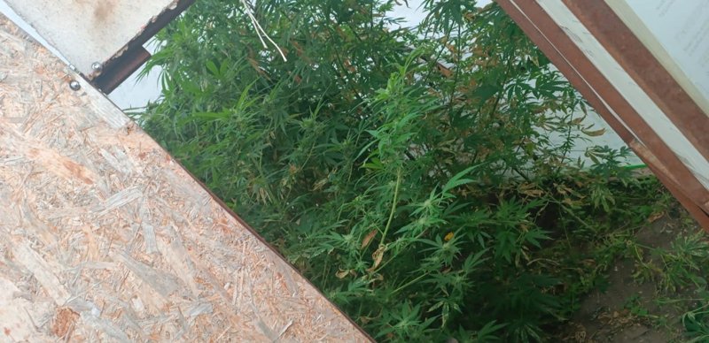 Хозяйственную теплицу замаскировали под наркоплантацию в Костанайской области Хозяйственную теплицу замаскировали под наркоплантацию в Костанайской области