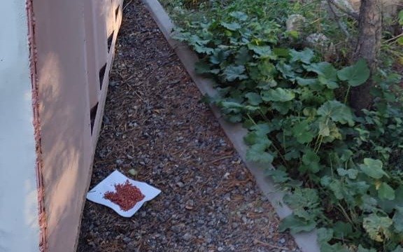 Kemirgishtermen kúres: Almatyda deratızatsııa jumystary qalaı júrip jatyr Kemirgishtermen kúres: Almatyda deratızatsııa jumystary qalaı júrip jatyr