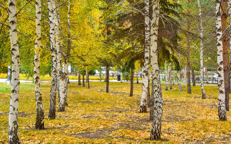 осень, күз, береза, парк, саябақ