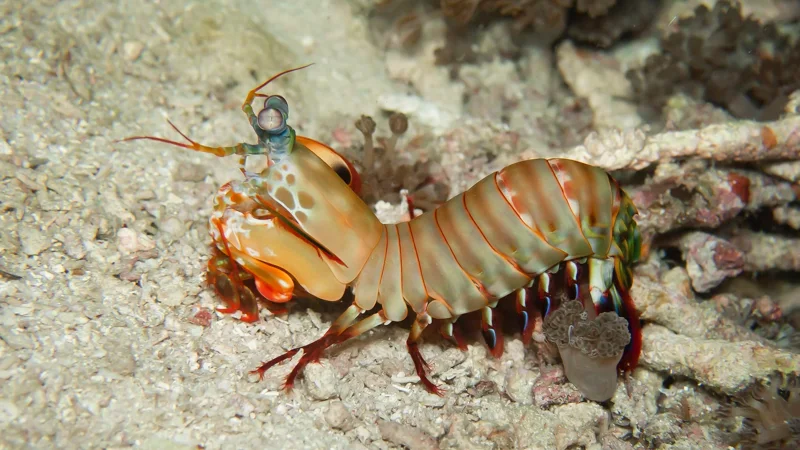Crustacean species 