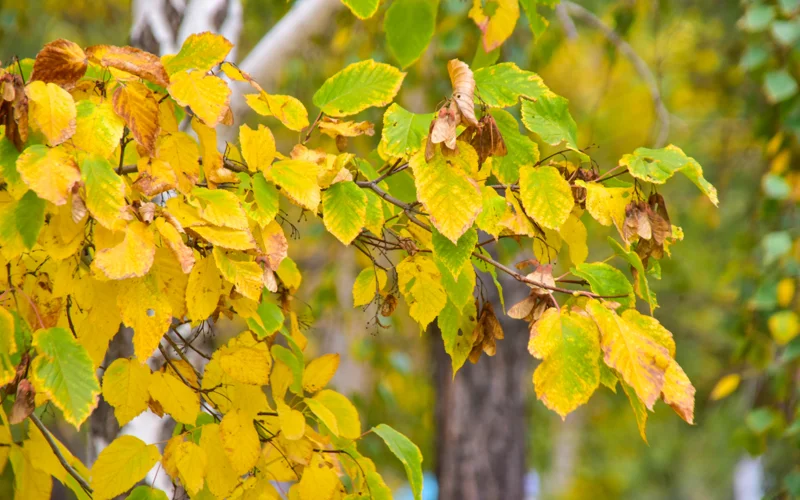 осень, күз, листья, жапырақ