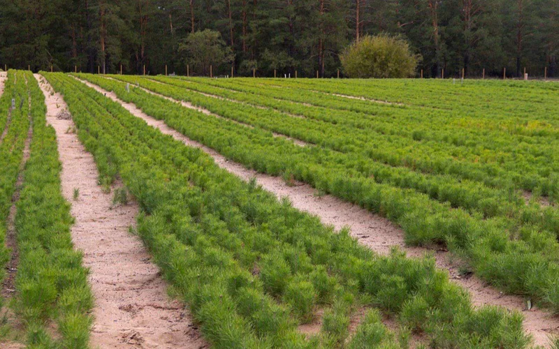 Ертіс орманында жанып кеткен орман белдеулері қалпына келтіріліп жатыр