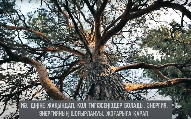 kóne aǵash, Jibek Joly aǵash