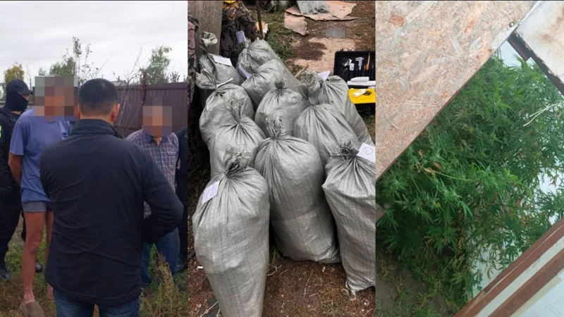 Qostanaı oblysynda marıhýana ósirgen turǵyn ustaldy