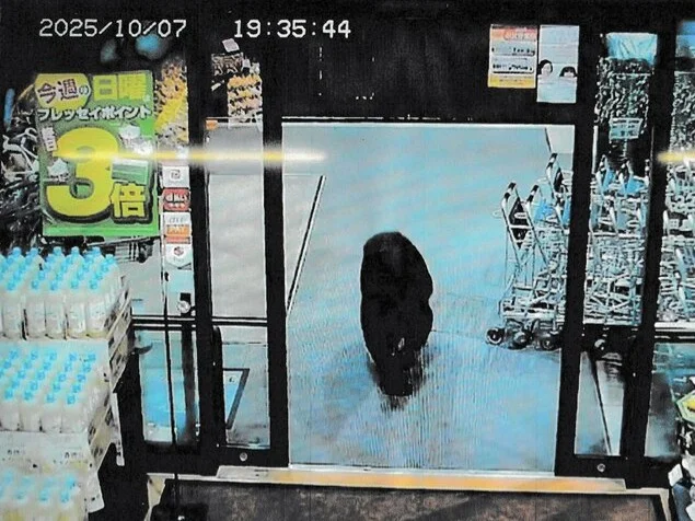 Photo shows a bear entering a supermarket in Numata, Gunma Prefecture, on Oct. 7, 2025. (Photo courtesy of Gunma Prefectural Police Department)