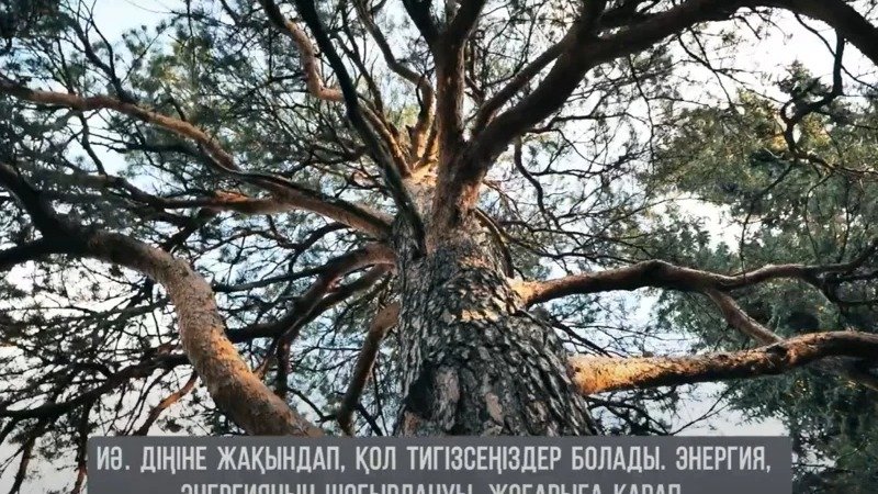 дерево р