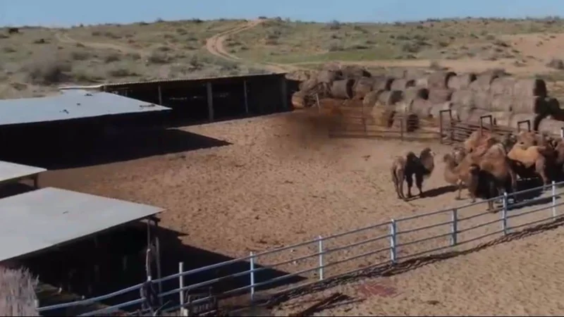 Жамбылда 24,5 миллион теңгенің малын ұрлаған топ мүшелері сотталды