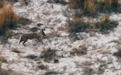 Степной шакал