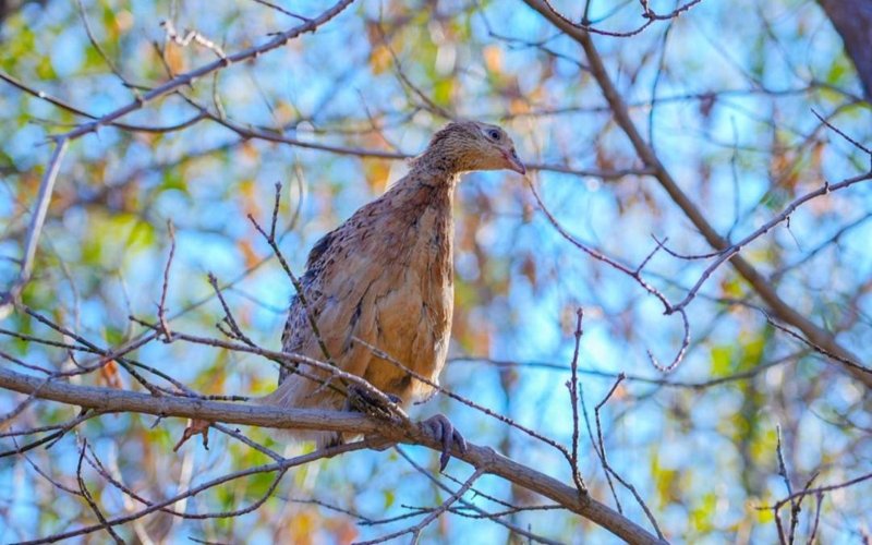 Зачем в зеленый пояс Астаны каждый год выпускают фазанов Зачем в зеленый пояс Астаны каждый год выпускают фазанов