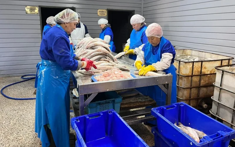 балық зауыты