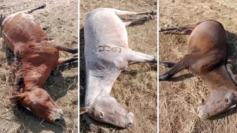 Қарағанды облысында жылқыларды жаппай ату фактісі бойынша тергеу жүргізілуде