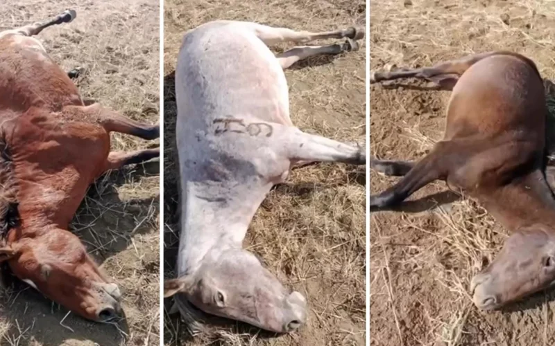 Массовый расстрел лошадей расследуют в Карагандинской области