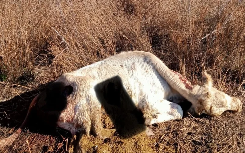В Жетысу шакалы заходят в села и нападают на скот