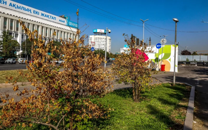 Сухие и зеленые: кто спасет алматинцев от опасных деревьев