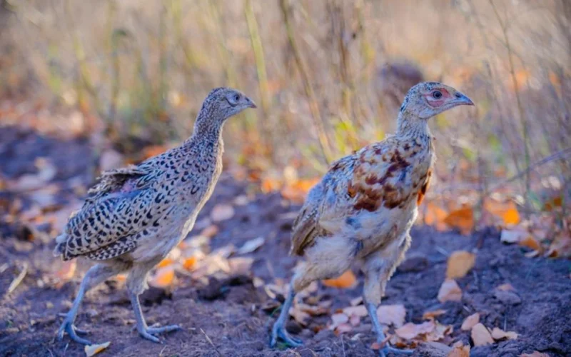 Зачем в зеленый пояс Астаны каждый год выпускают фазанов