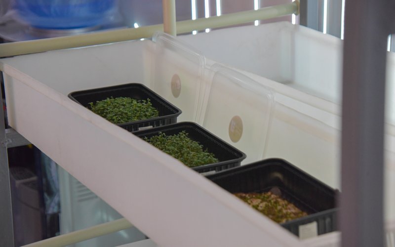 Женский экипаж космического проекта «SANA-1» встретили после изоляции в Астане Женский экипаж космического проекта «SANA-1» встретили после изоляции в Астане