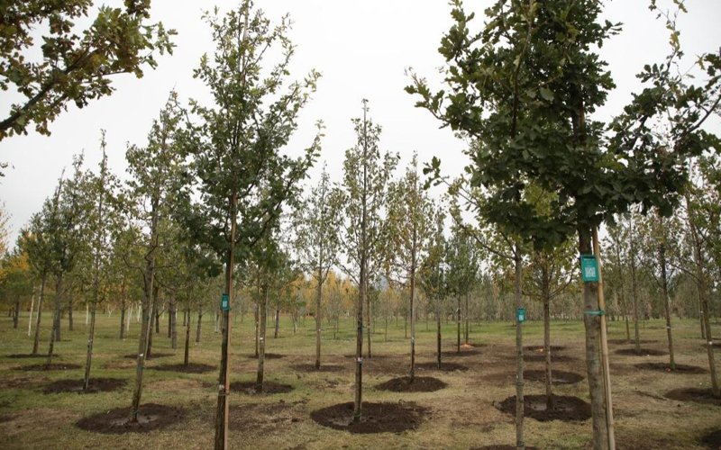 Более 150 тысяч жителей вышли на общегородской субботник в Астане