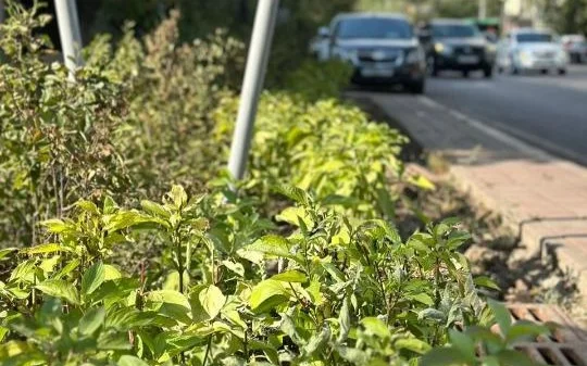 В Алматы обновят зеленую зону отдыха