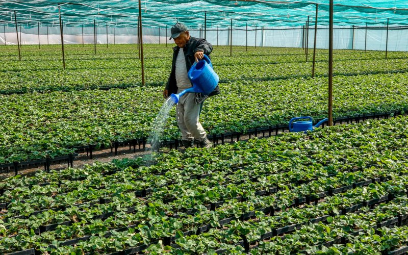 Какие сорта земляники выращивают в Казахстане и есть ли господдержка отрасли