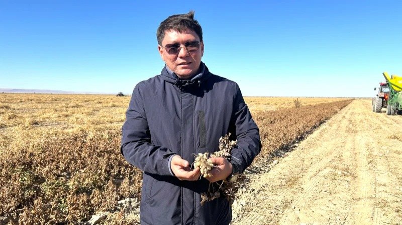 Peanut cultivation project launched for first time in Zhetysu