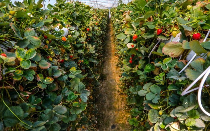 Какие сорта земляники выращивают в Казахстане и есть ли господдержка отрасли