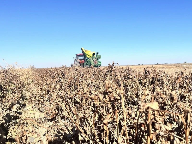 Peanut cultivation project launched for first time in Zhetysu