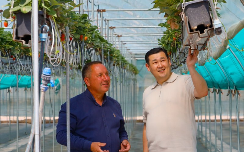 Какие сорта земляники выращивают в Казахстане и есть ли господдержка отрасли