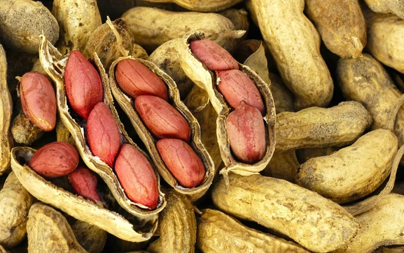 Peanut cultivation project launched for first time in Zhetysu