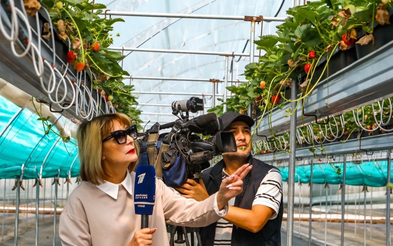 Какие сорта земляники выращивают в Казахстане и есть ли господдержка отрасли