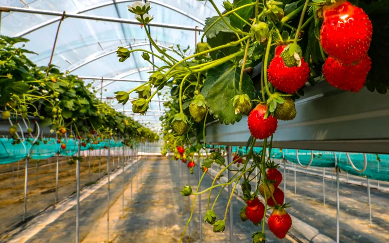 Какие сорта земляники выращивают в Казахстане и есть ли господдержка отрасли