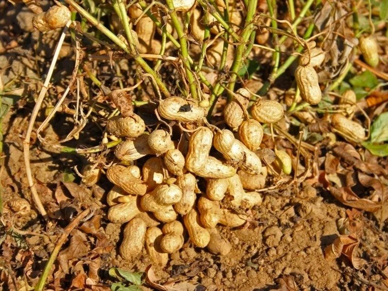 Peanut cultivation project launched for first time in Zhetysu