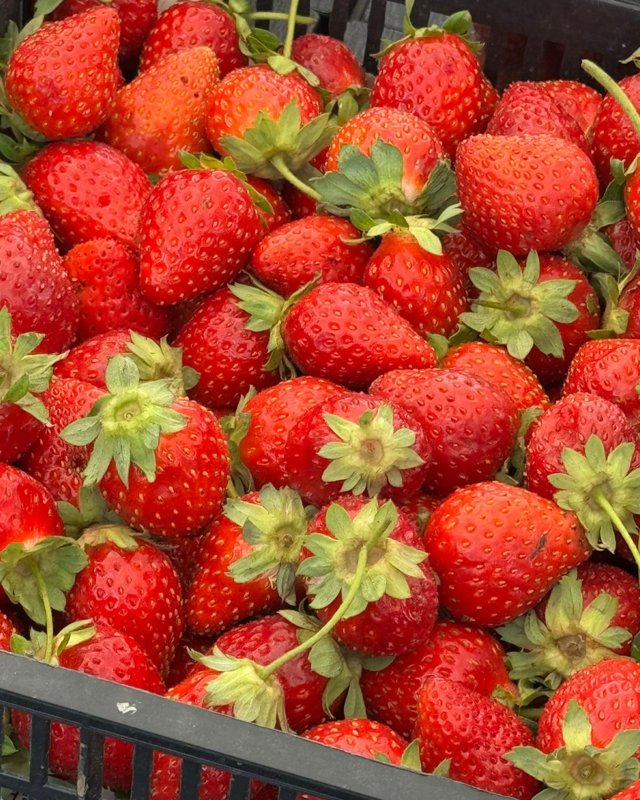 Какие сорта земляники выращивают в Казахстане и есть ли господдержка отрасли