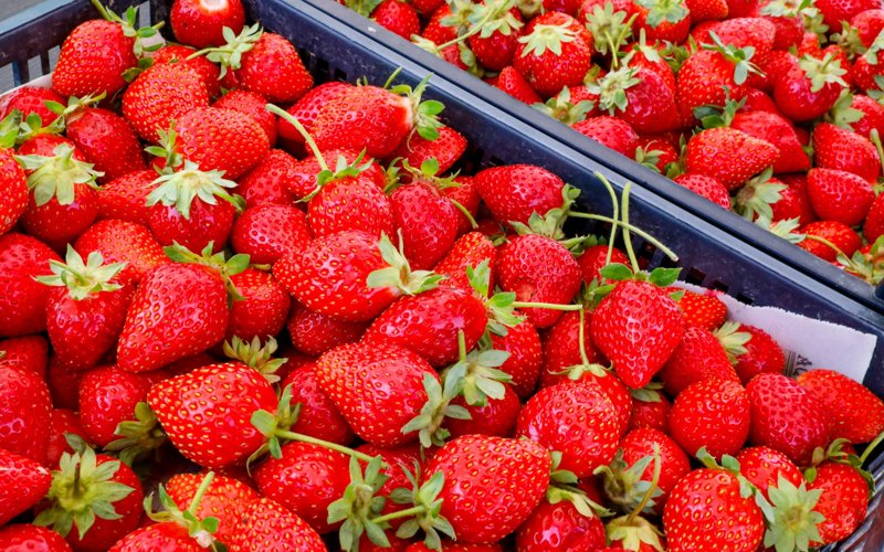 Какие сорта земляники выращивают в Казахстане и есть ли господдержка отрасли