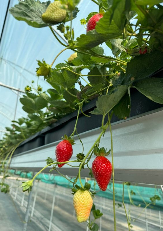 Какие сорта земляники выращивают в Казахстане и есть ли господдержка отрасли