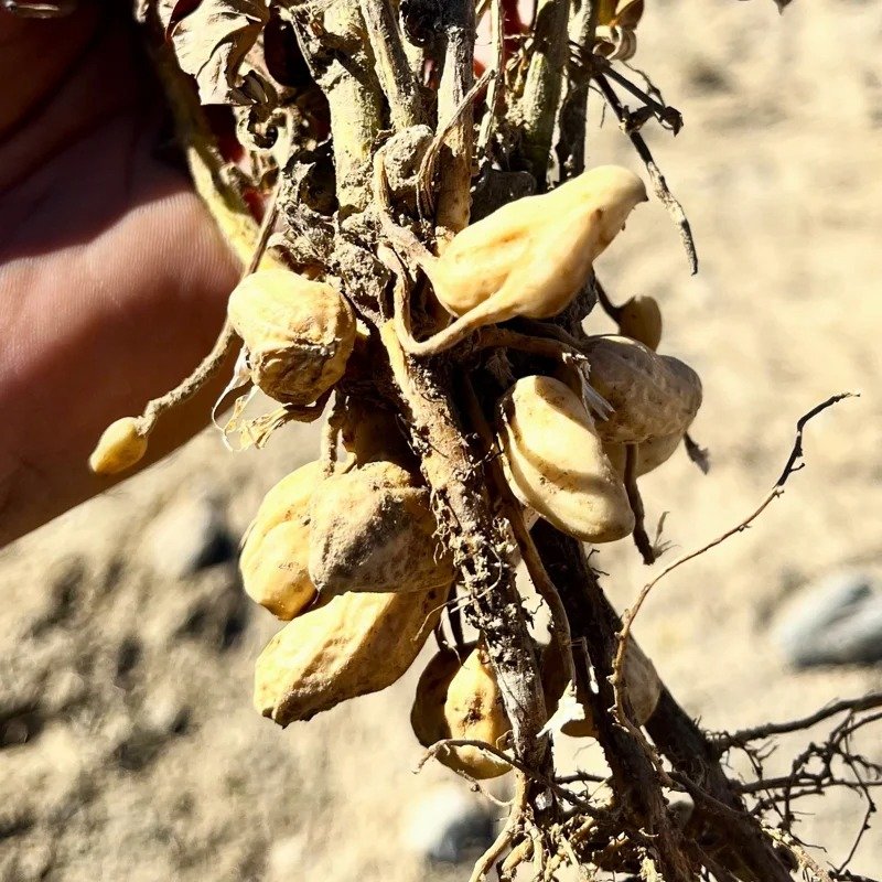 Peanut cultivation project launched for first time in Zhetysu