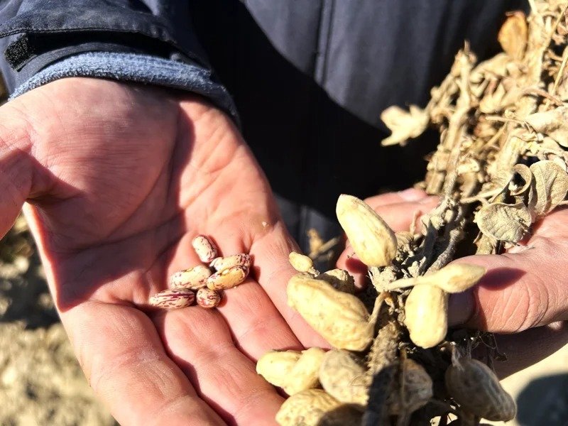 Peanut cultivation project launched for first time in Zhetysu
