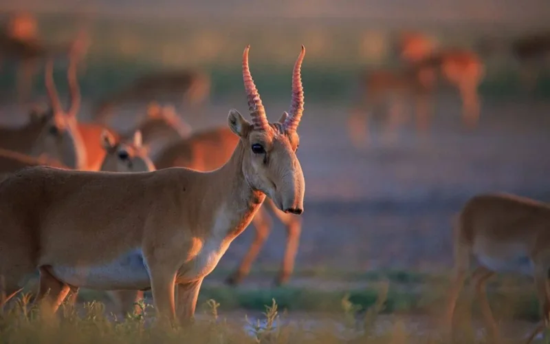 saiga