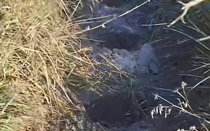 Куда пропали ели: в Петропавловске исчезли деревья, высаженные весной