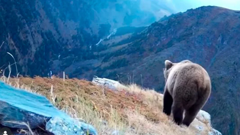 Медведи в Катон-Карагае