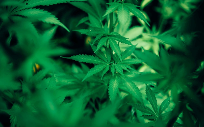 Пять предприятий лицензировали для выращивания технической конопли в Казахстане