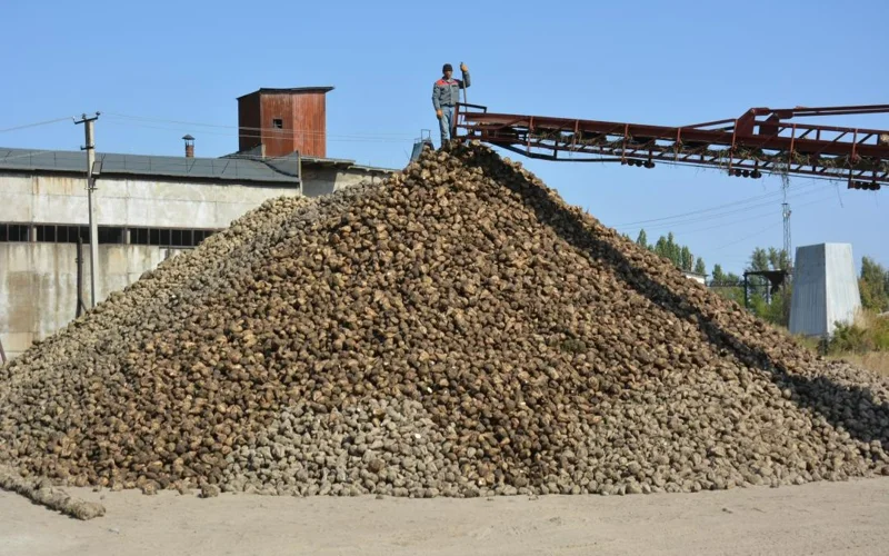 Сахарная свекла