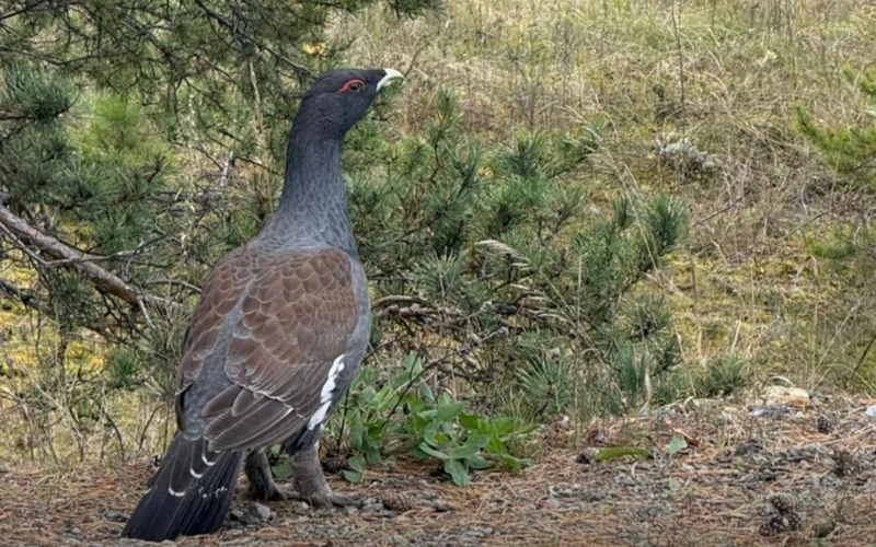 Глухарь забрел в один из дворов в Бурабайском районе
