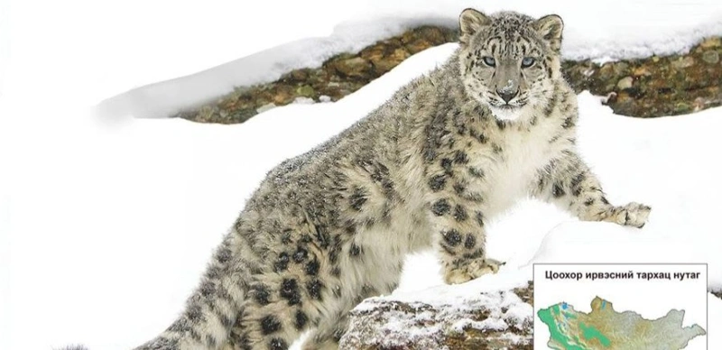 Mongolia to Join International Snow Leopard Trust