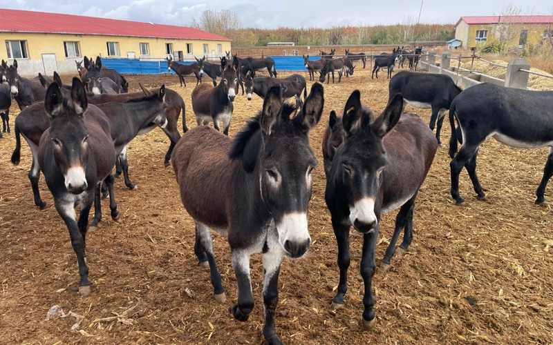 Қытайда есектің сүті мен терісі неліктен тиімді бизнеске айналды