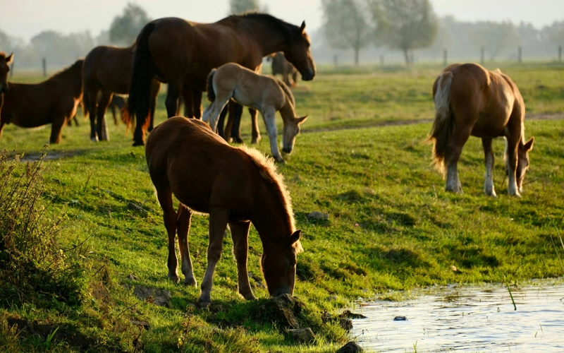 Теряется скот: фермеры Актюбинской области просят оградить границу с Россией
