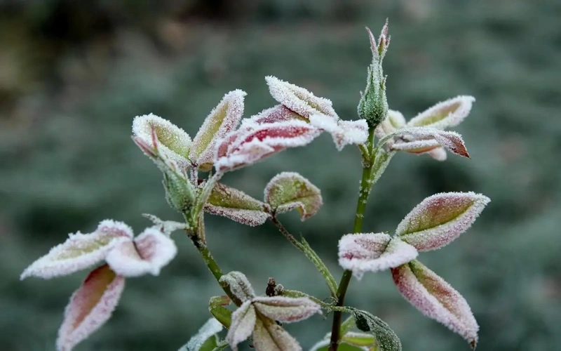 Ground frosts to grip Kazakhstan’s regions