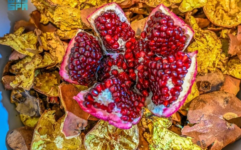 Hail's Pomegranate Farm Boosts Ecotourism, Attracts 70,000 Visitors