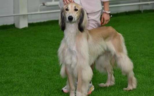 Тайган из Карагандинской области 